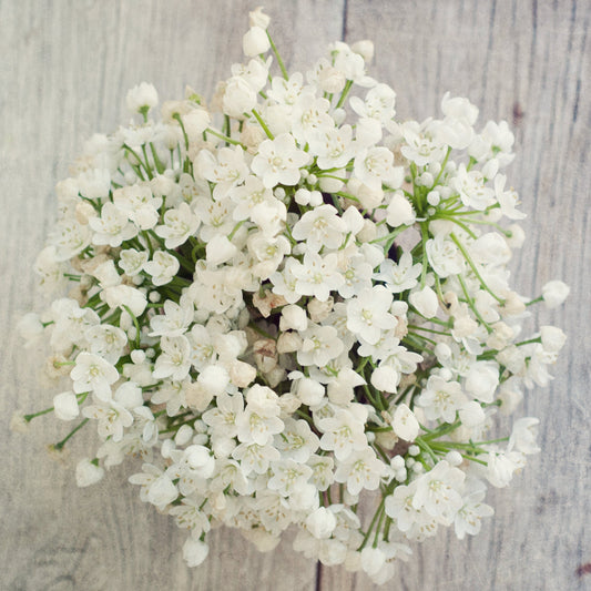 10 WHITE ALLIUM Neapolitanum Flowering or Naples Onion, Neopolitan or Daffodil Garlic Ornamental Flower Seeds - Blessings Grow Meadows