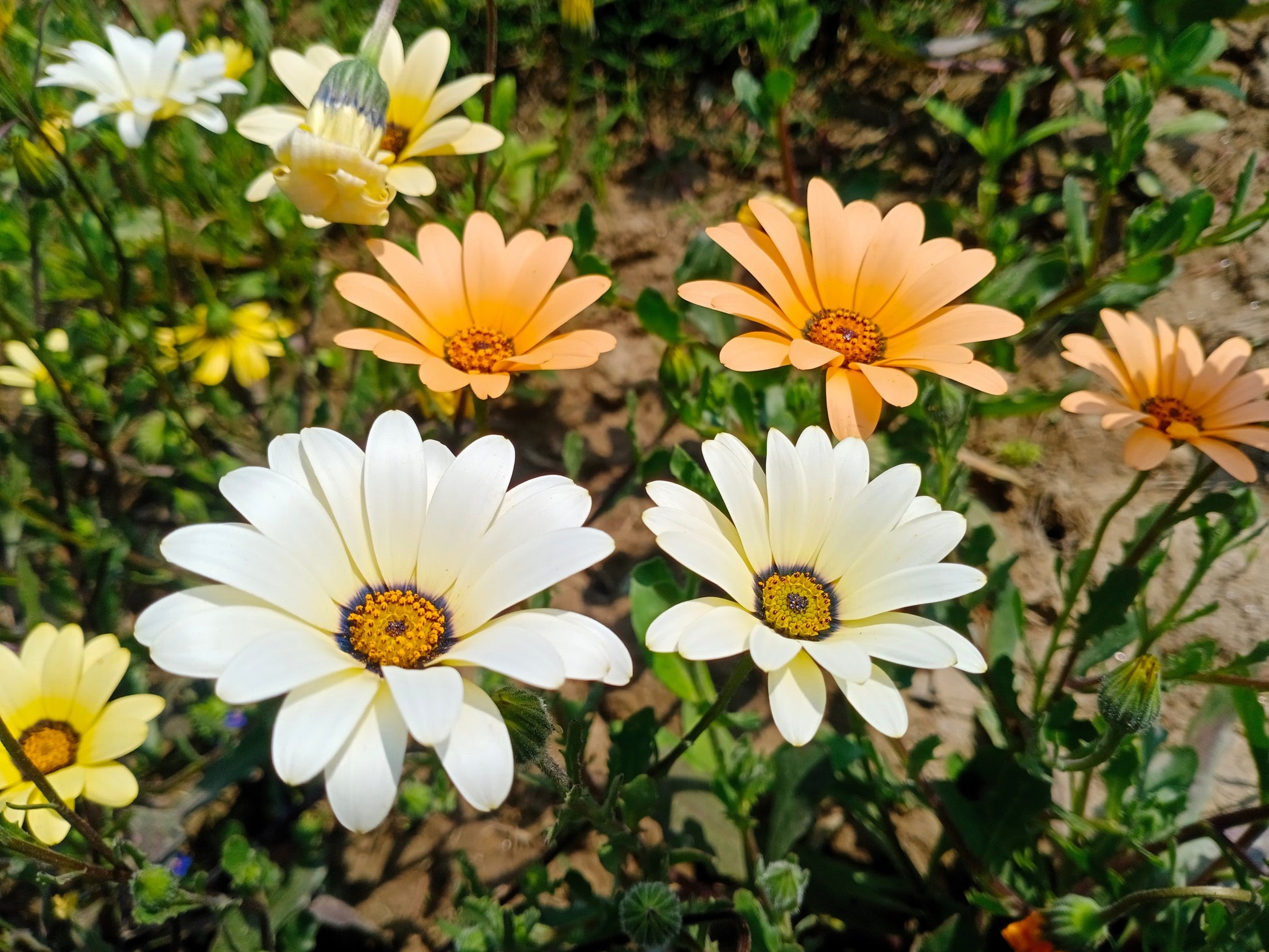 1000 MIXED AFRICAN DAISY ( Cape Marigold / Sun Marigold ) Dimorphotheca Sinuata Flower Seeds - Blessings Grow Meadows