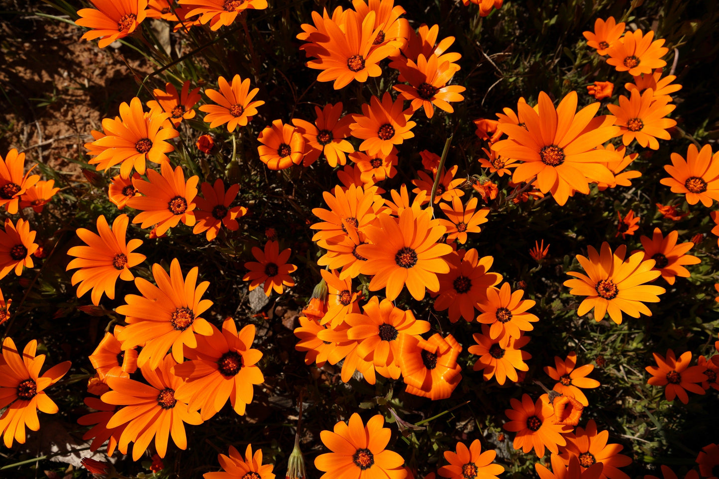 1000 MIXED AFRICAN DAISY ( Cape Marigold / Sun Marigold ) Dimorphotheca Sinuata Flower Seeds - Blessings Grow Meadows