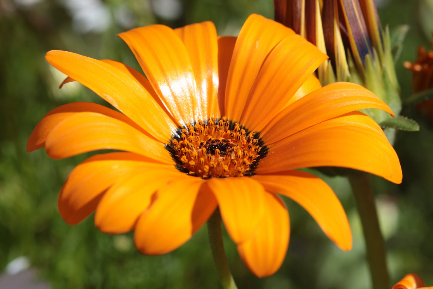 1000 MIXED AFRICAN DAISY ( Cape Marigold / Sun Marigold ) Dimorphotheca Sinuata Flower Seeds - Blessings Grow Meadows