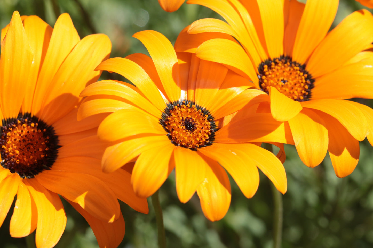 1000 MIXED AFRICAN DAISY ( Cape Marigold / Sun Marigold ) Dimorphotheca Sinuata Flower Seeds - Blessings Grow Meadows