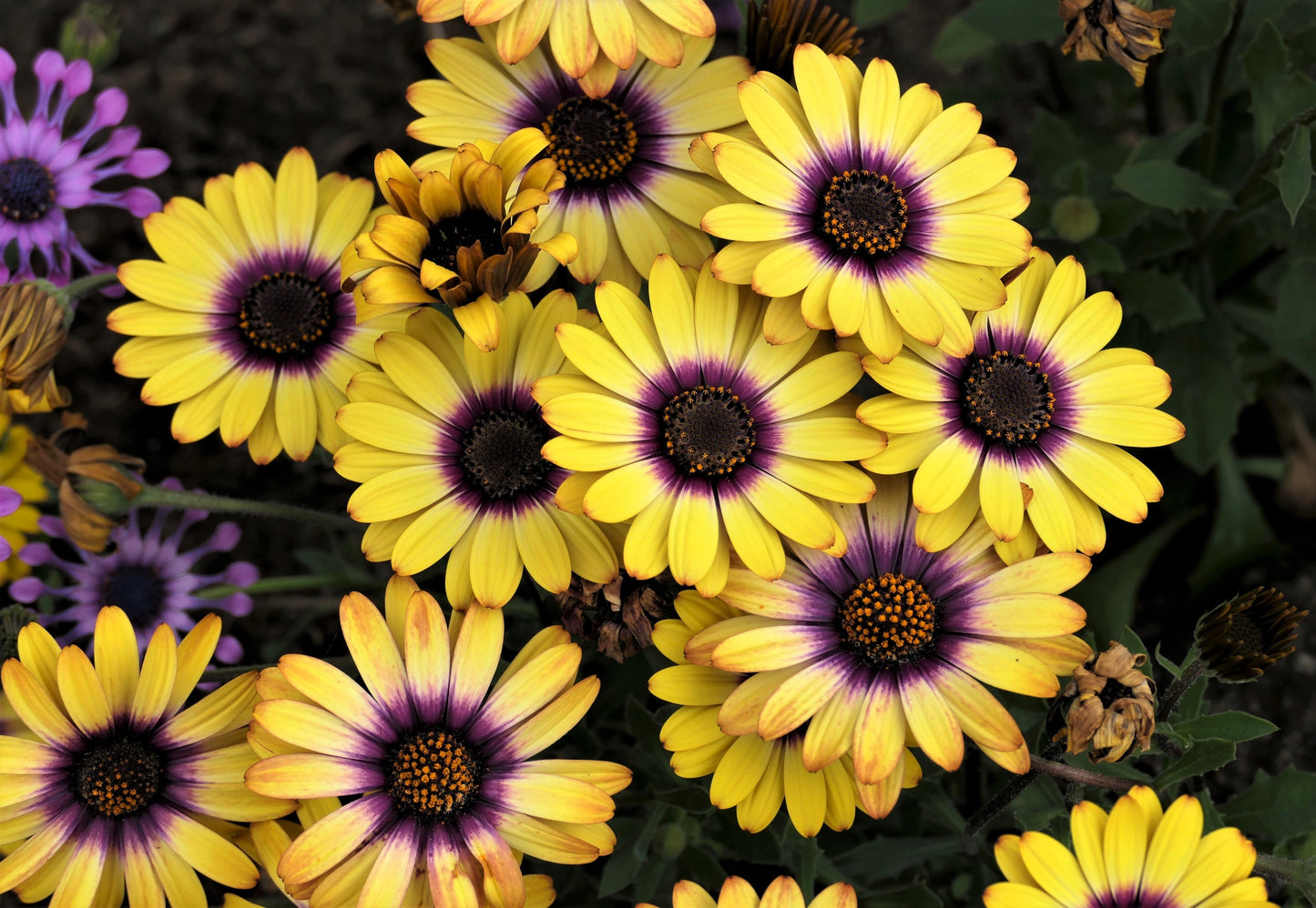 1000 MIXED AFRICAN DAISY ( Cape Marigold / Sun Marigold ) Dimorphotheca Sinuata Flower Seeds - Blessings Grow Meadows