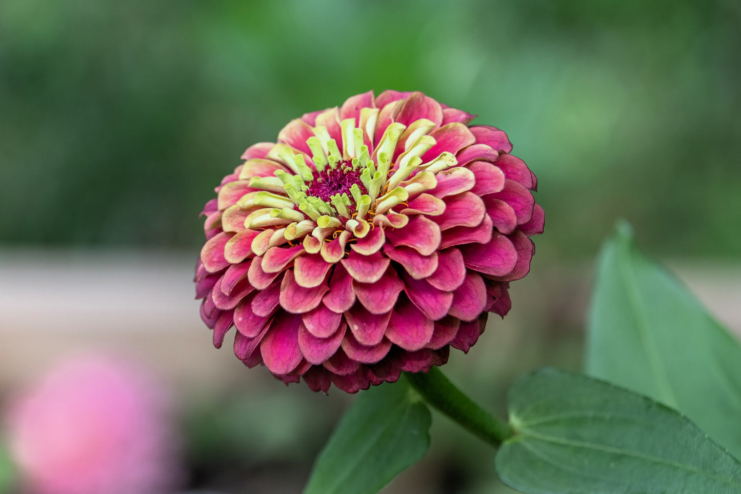 20 Organic QUEENY LIME MIX ZINNIA Elegans Mixed Colors Red Orange Yellow Pink Green Queen Flower Seeds - Blessings Grow Meadows