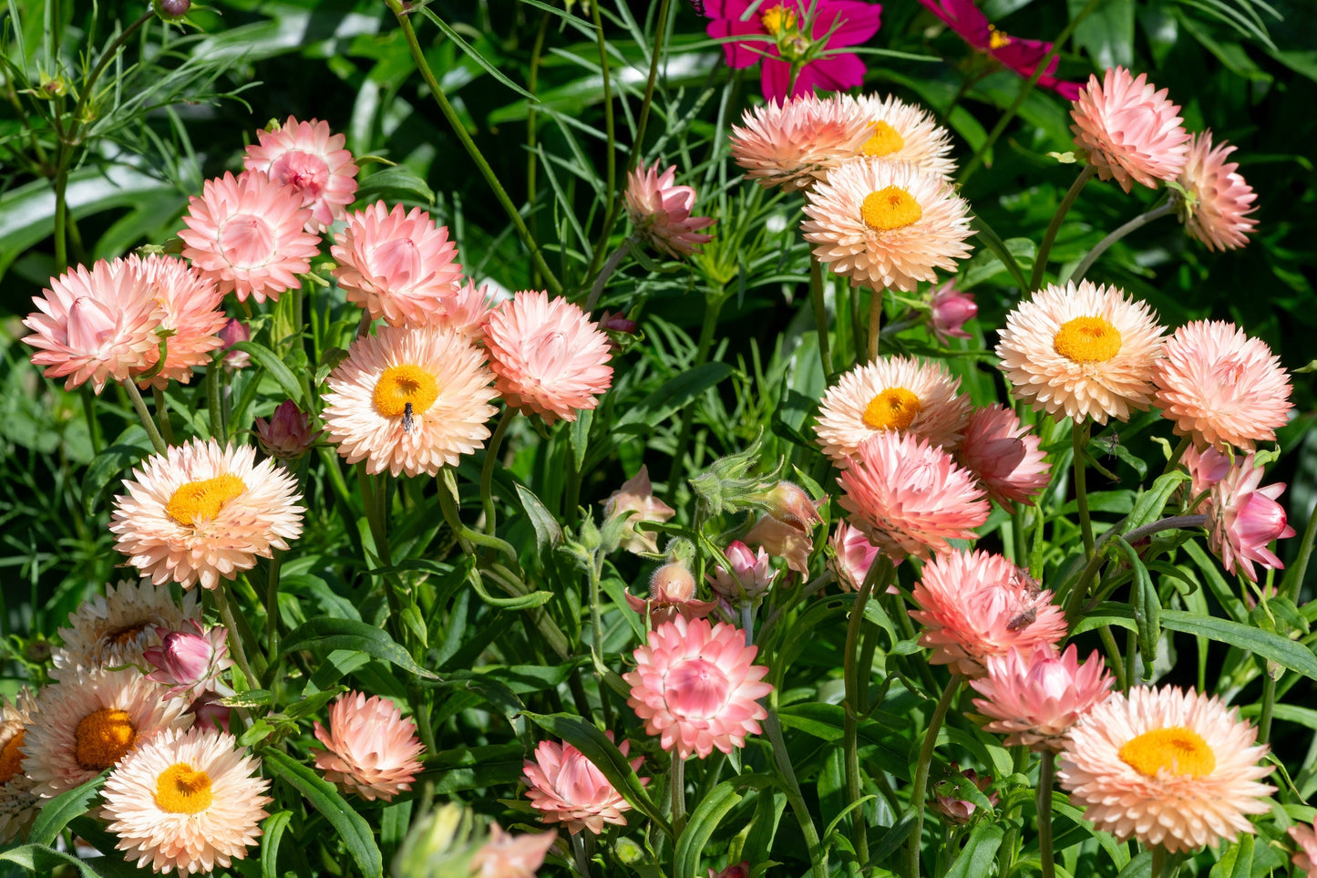 100 APRICOT & PEACH STRAWFLOWER Organic Mix Coral Paper Daisy Helichrysum Bracteatum Flower Seeds - Blessings Grow Meadows