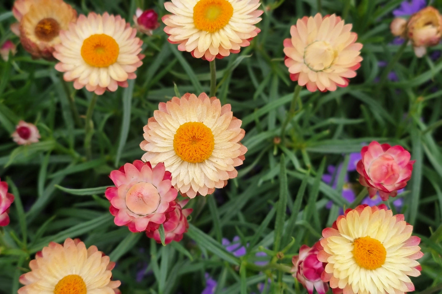 100 APRICOT & PEACH STRAWFLOWER Organic Mix Coral Paper Daisy Helichrysum Bracteatum Flower Seeds - Blessings Grow Meadows