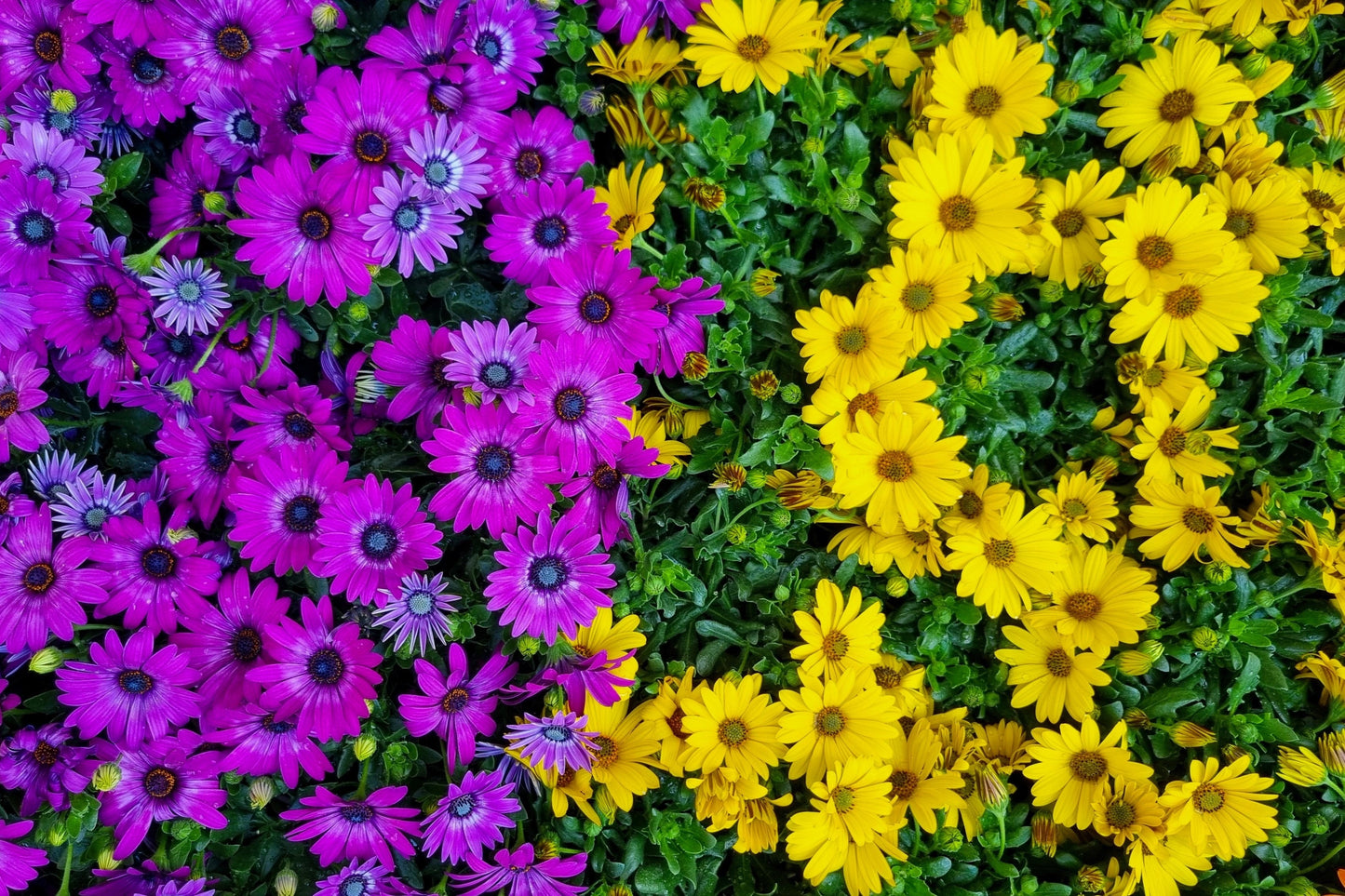 1000 MIXED AFRICAN DAISY ( Cape Marigold / Sun Marigold ) Dimorphotheca Sinuata Flower Seeds - Blessings Grow Meadows