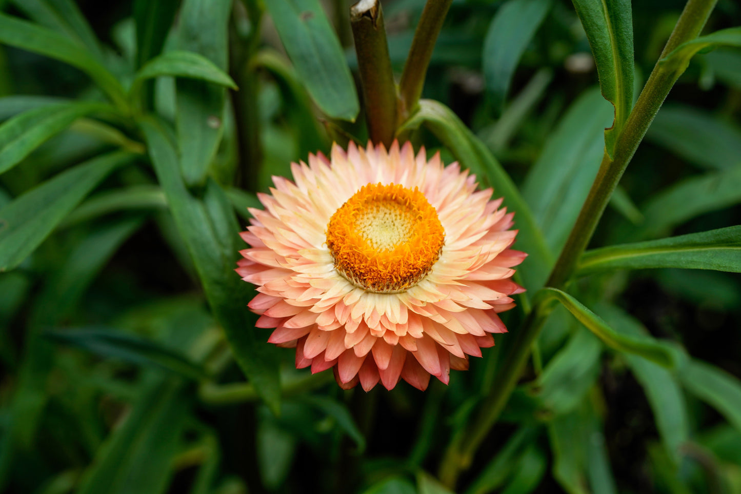 100 APRICOT & PEACH STRAWFLOWER Organic Mix Coral Paper Daisy Helichrysum Bracteatum Flower Seeds - Blessings Grow Meadows