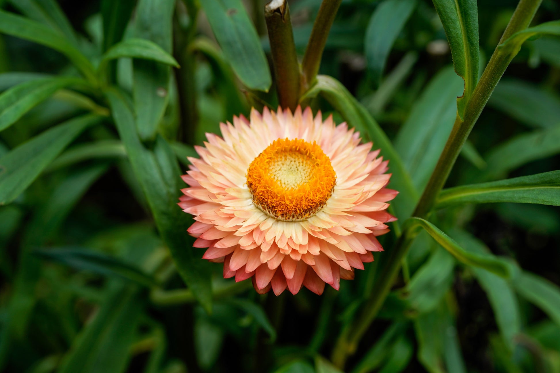 100 APRICOT & PEACH STRAWFLOWER Organic Mix Coral Paper Daisy Helichrysum Bracteatum Flower Seeds - Blessings Grow Meadows