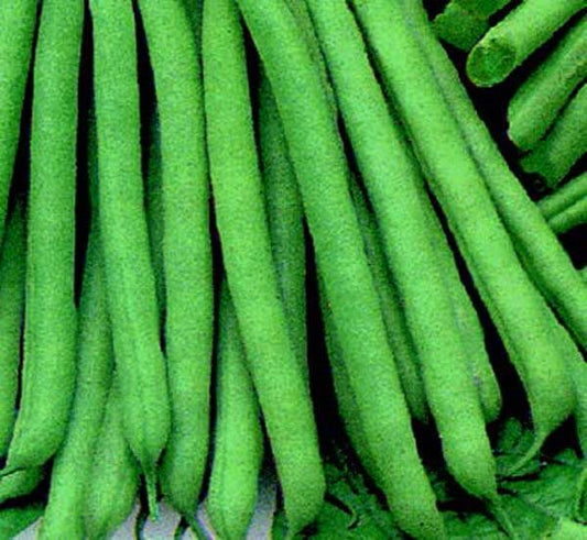 Slenderette Bean - Blessings Grow Meadows