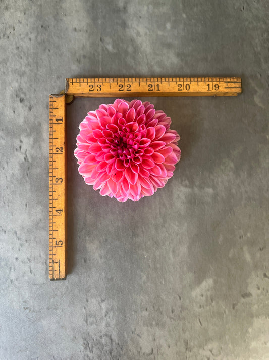 Dahlia Daisy Duke-3 Rooted Cuttings