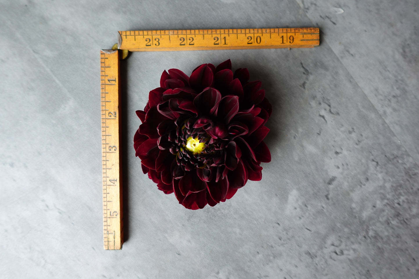 Dahlia Manoa-3 Rooted Cuttings