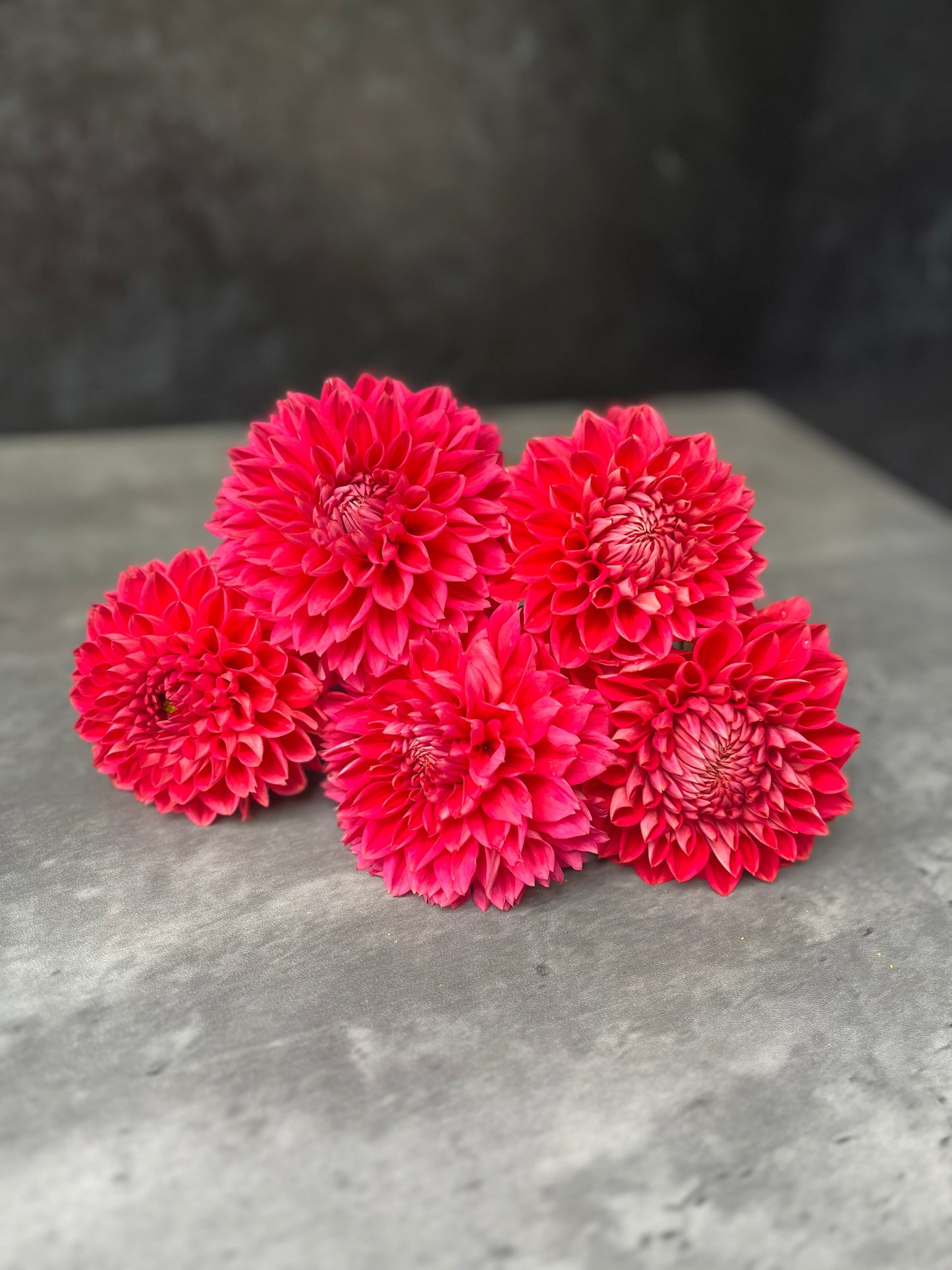 Dahlia Tempest-3 Rooted Cuttings