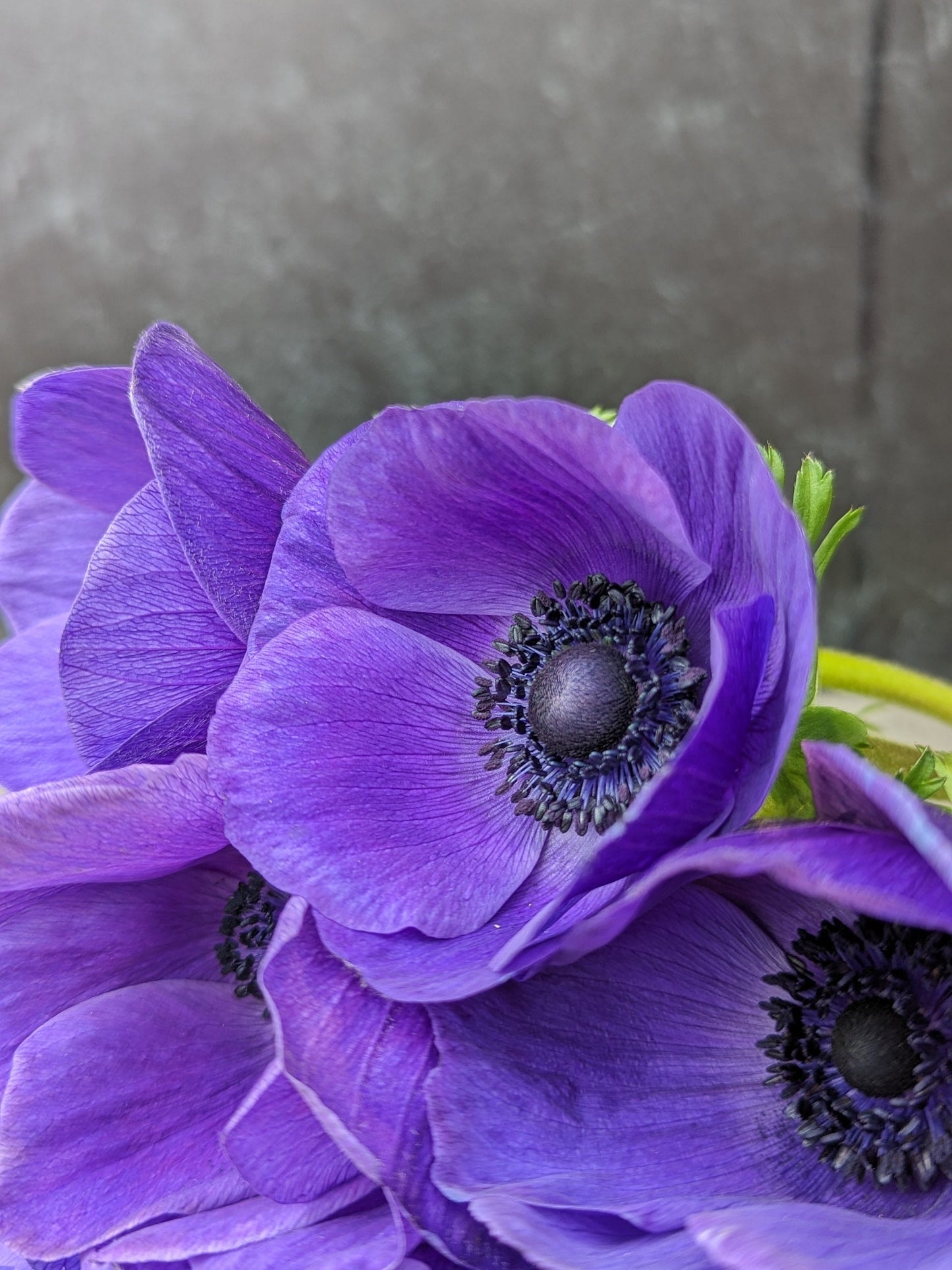 Anemone Corms-Blue