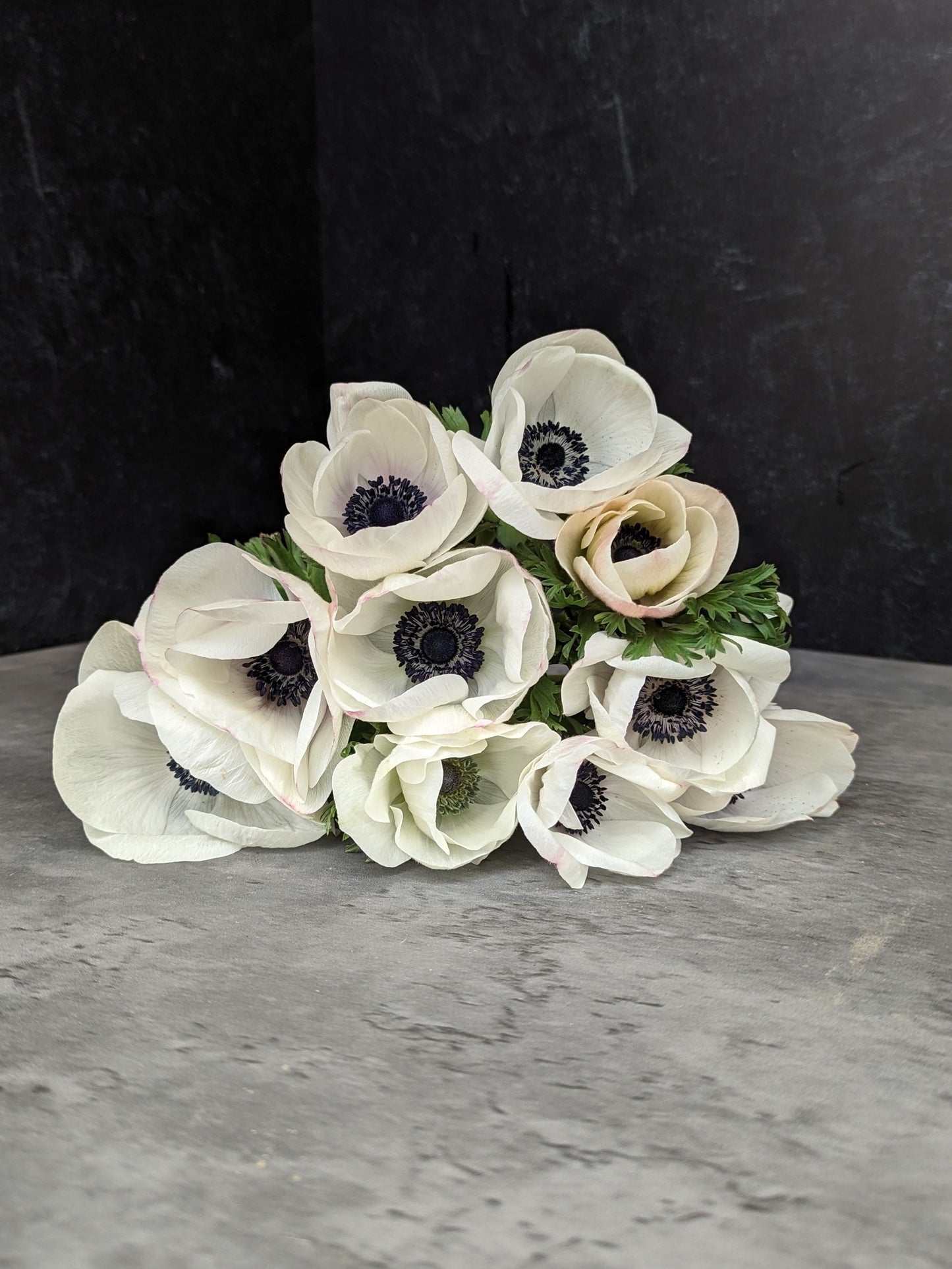 Pack of 10 Sunny Meadows Flower Farm Anemone Corms-Panda fall bulbs for vibrant spring blooms.