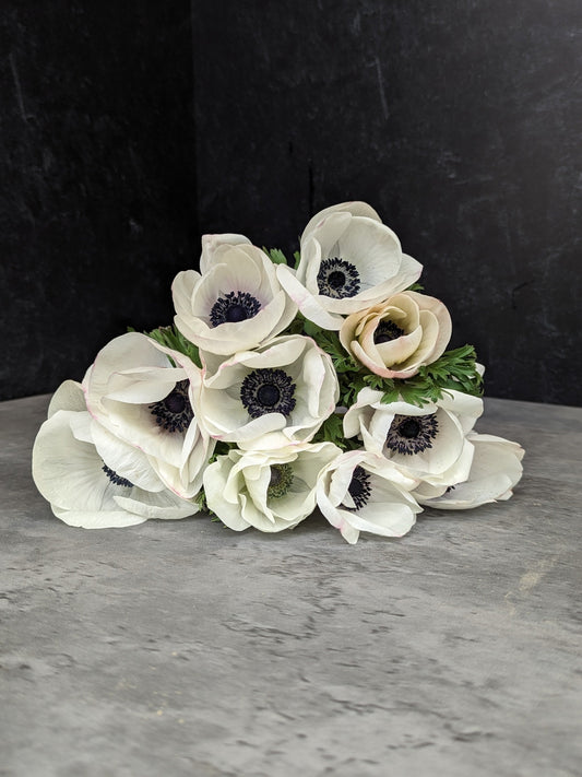Pack of 10 Sunny Meadows Flower Farm Anemone Corms-Panda fall bulbs for vibrant spring blooms.