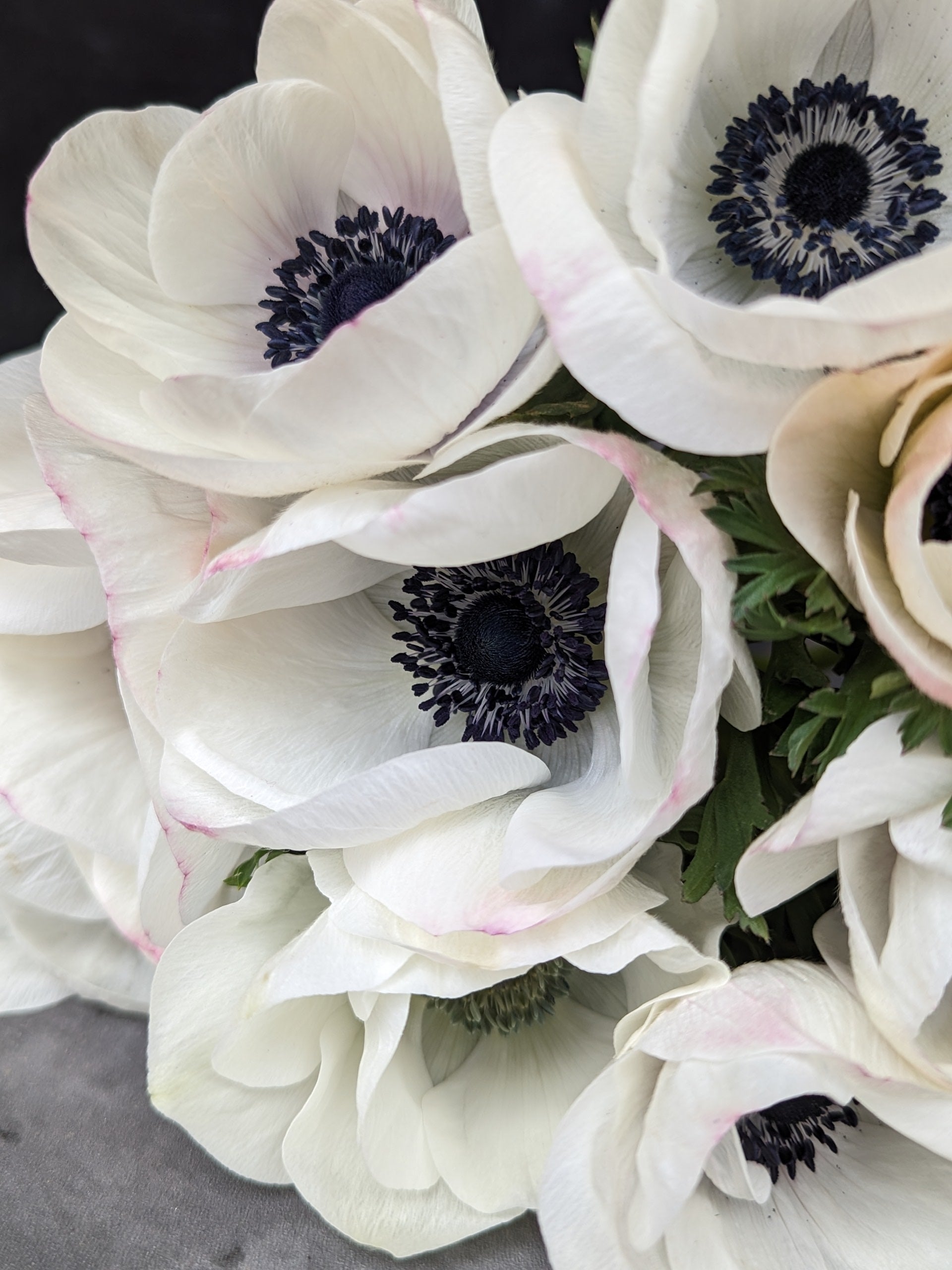 Pack of 10 Anemone Corms Panda fall bulbs from Sunny Meadows Flower Farm, ready for planting in garden or containers.