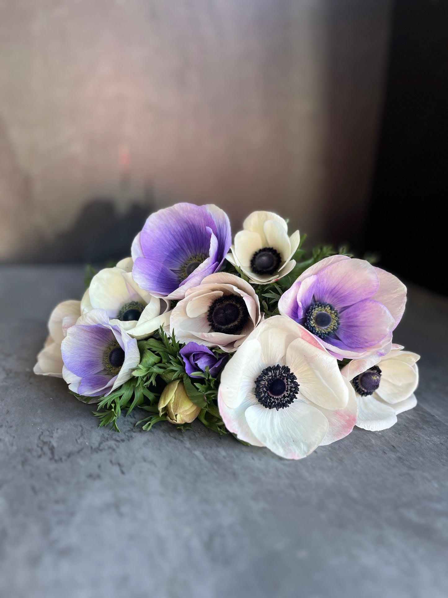 Pack of 10 pastel anemone corms for fall planting from Sunny Meadows Flower Farm, ideal for vibrant spring blooms.
