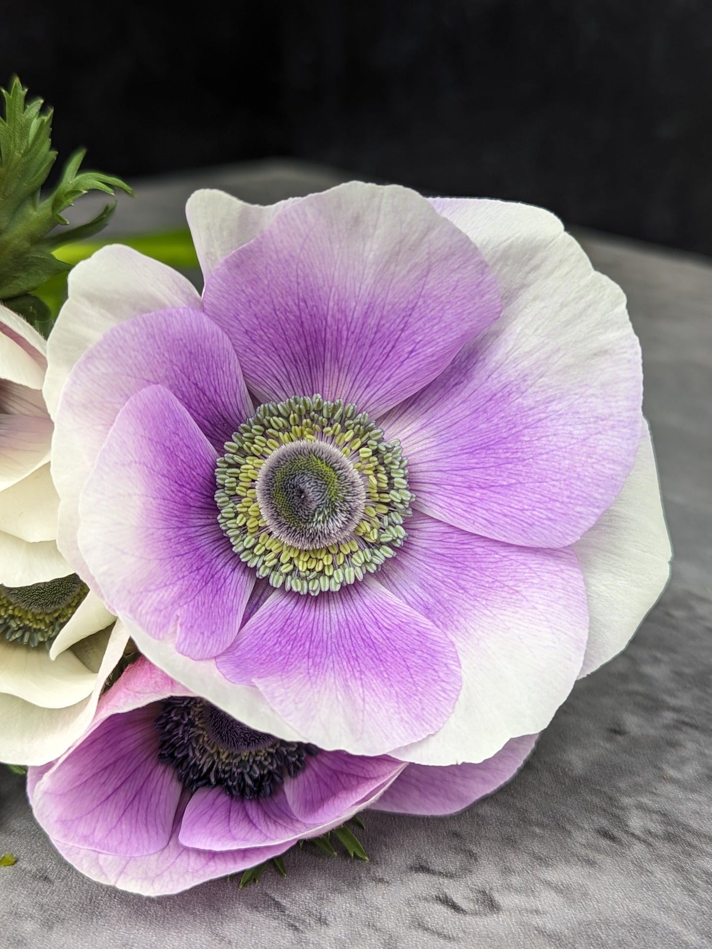 Pack of 10 pastel anemone corms for fall planting from Sunny Meadows Flower Farm, ideal for colorful spring blooms.