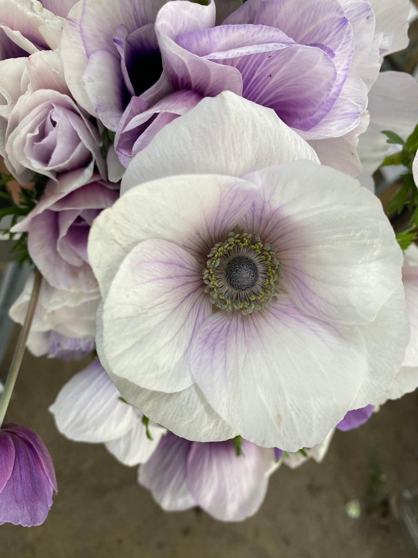 Pack of 10 pastel Anemone corms from Sunny Meadows Flower Farm, fall bulbs for vibrant garden blooms.