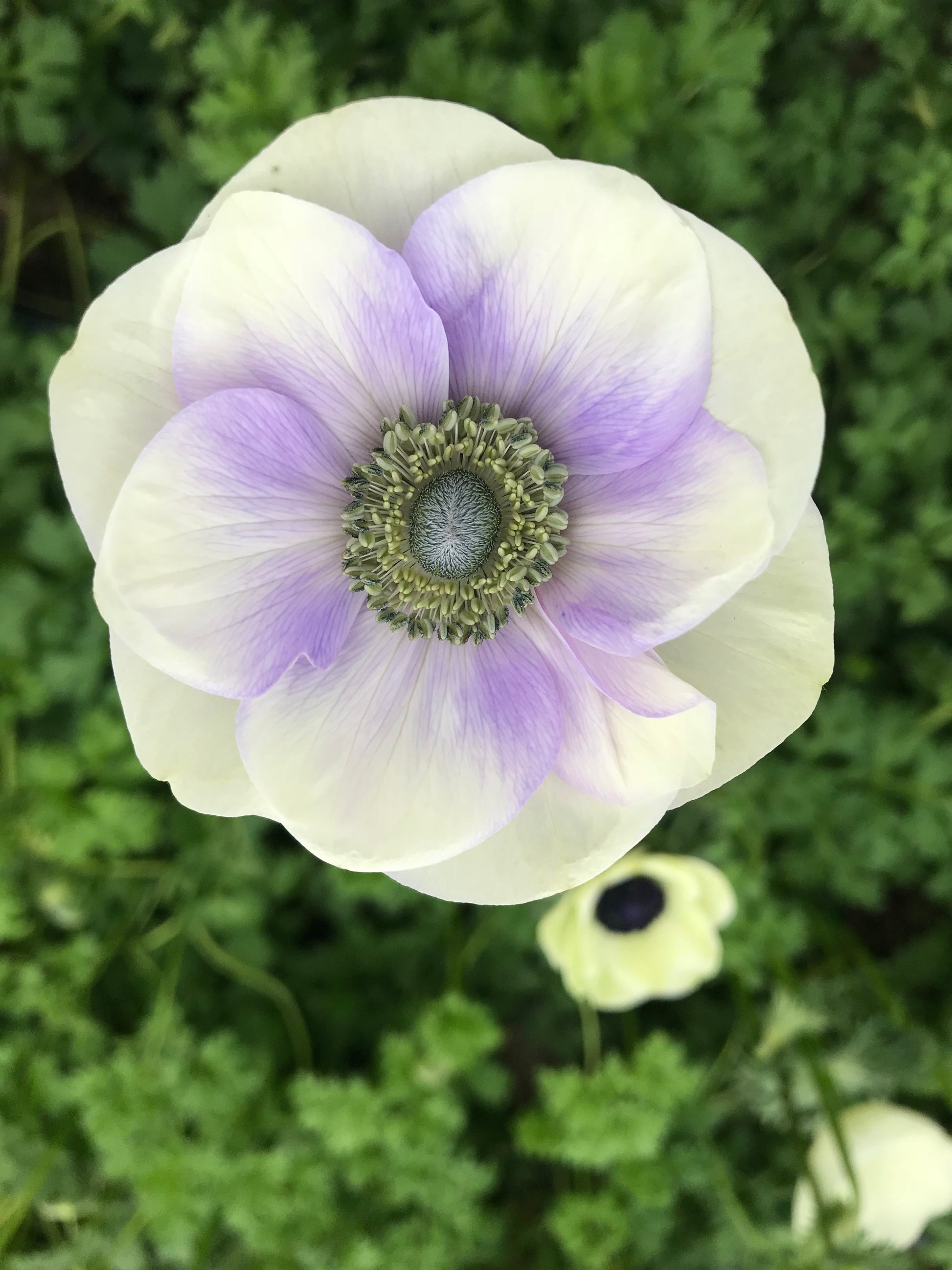 Pack of 10 pastel Anemone corms, fall bulbs from Sunny Meadows Flower Farm, ready for planting in spring gardens.