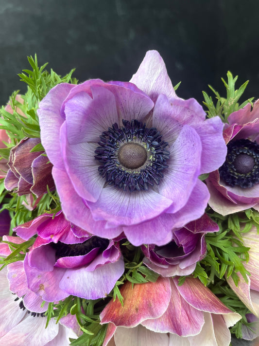 Anemone Corms-Rarity