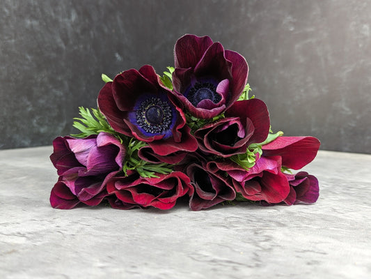 Pack of 10 wine-colored Anemone corms from Sunny Meadows Flower Farm, perfect for fall planting and vibrant garden displays.