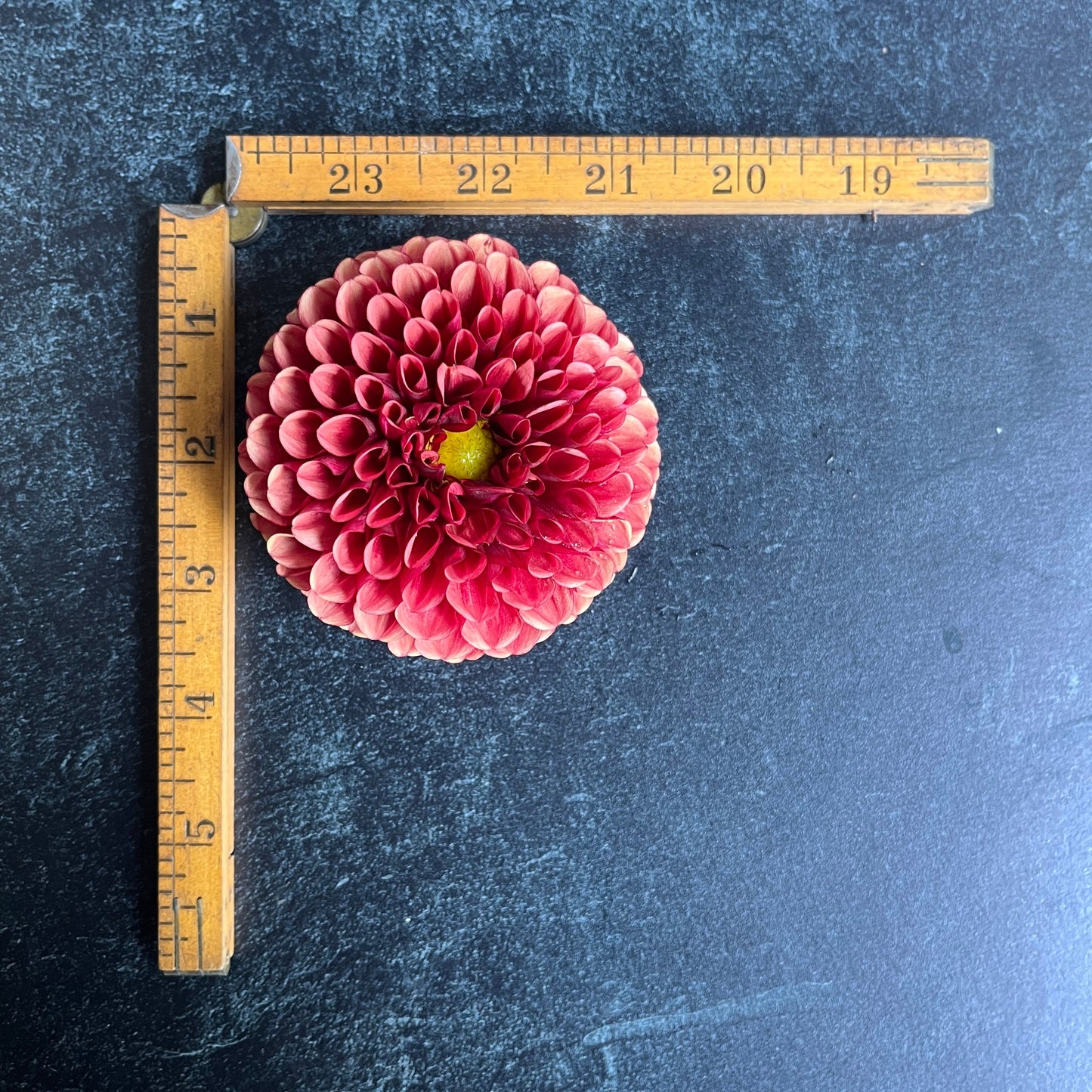 Dahlia Copper Boy-3 Rooted Cuttings