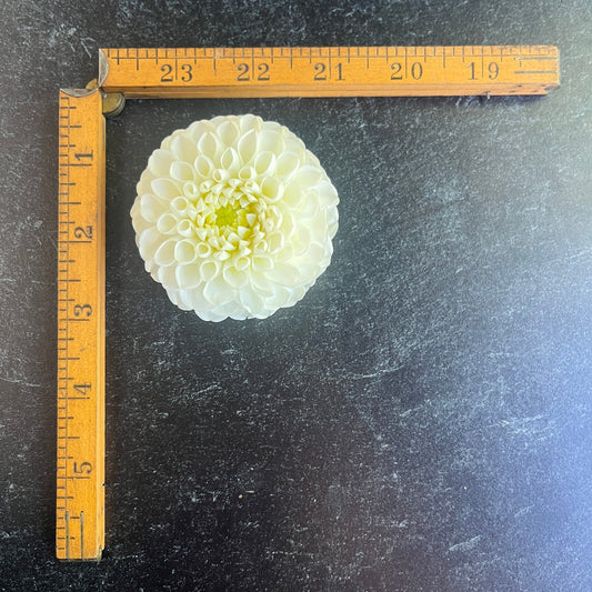 Dahlia Dorothy R-3 Rooted Cuttings