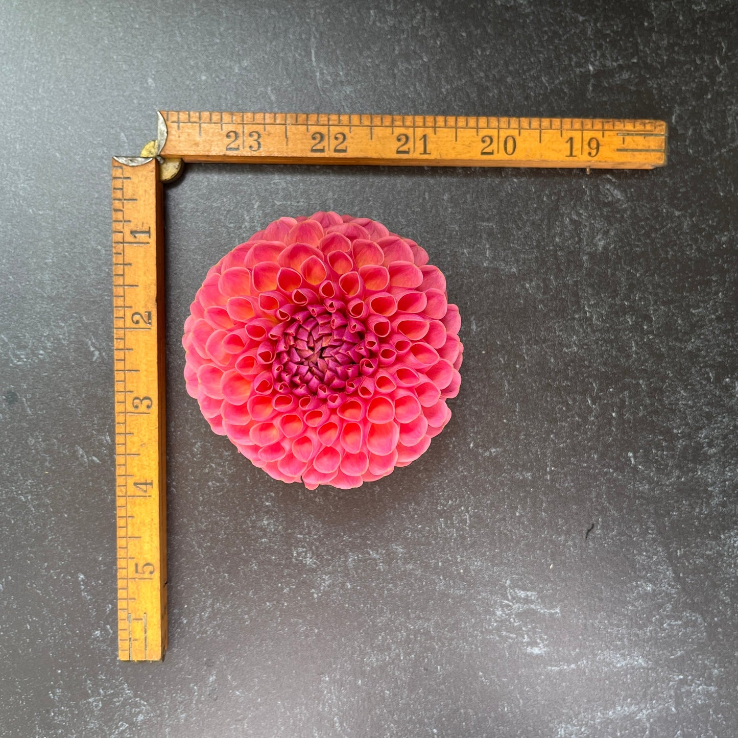 Dahlia Jowey Winnie-3 Rooted Cuttings