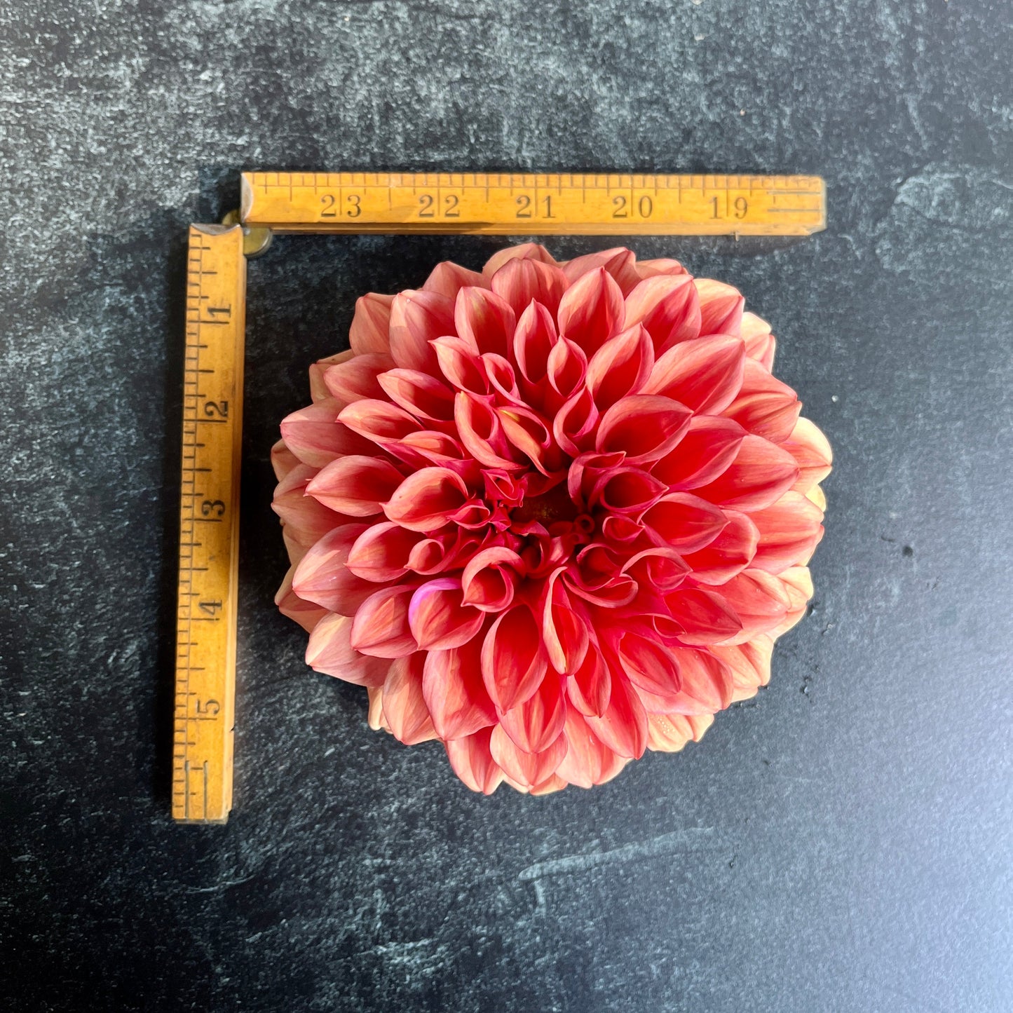 Dahlia Orange Globe-3 Rooted Cuttings