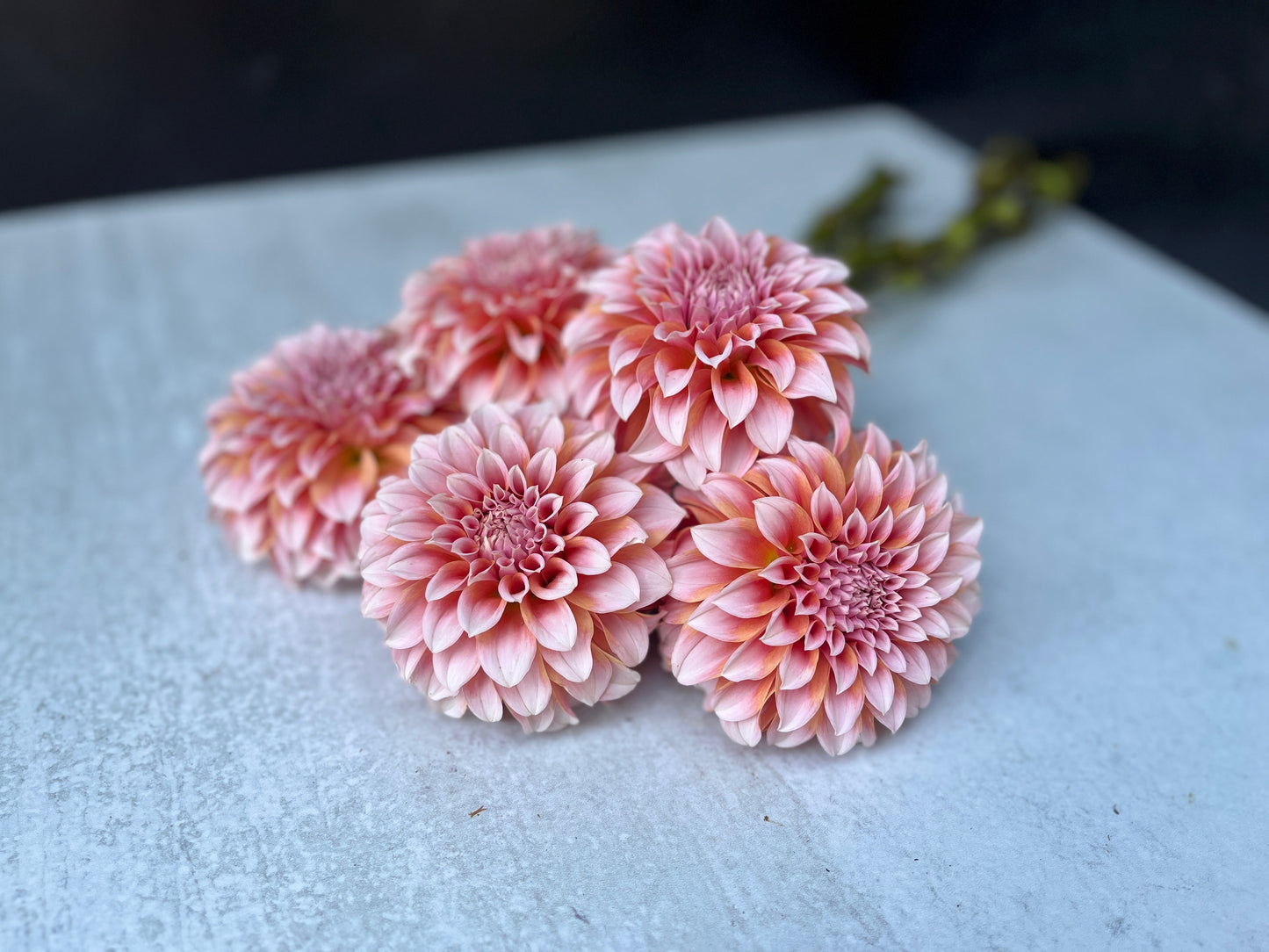 Dahlia Peaches N Cream-3 Rooted Cuttings