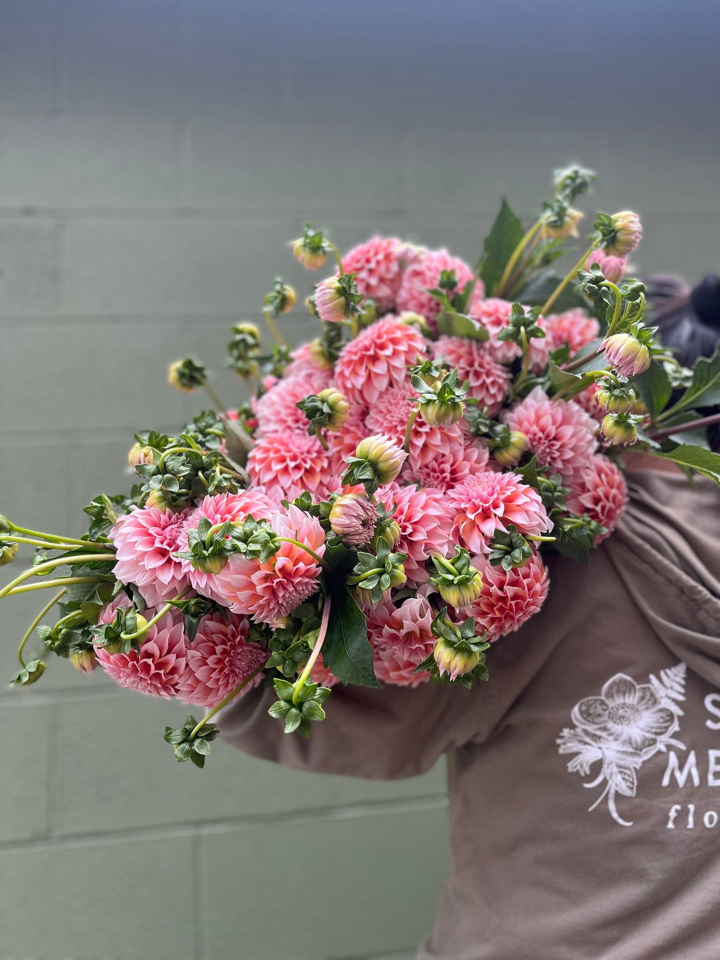 Dahlia Peaches N Cream-3 Rooted Cuttings