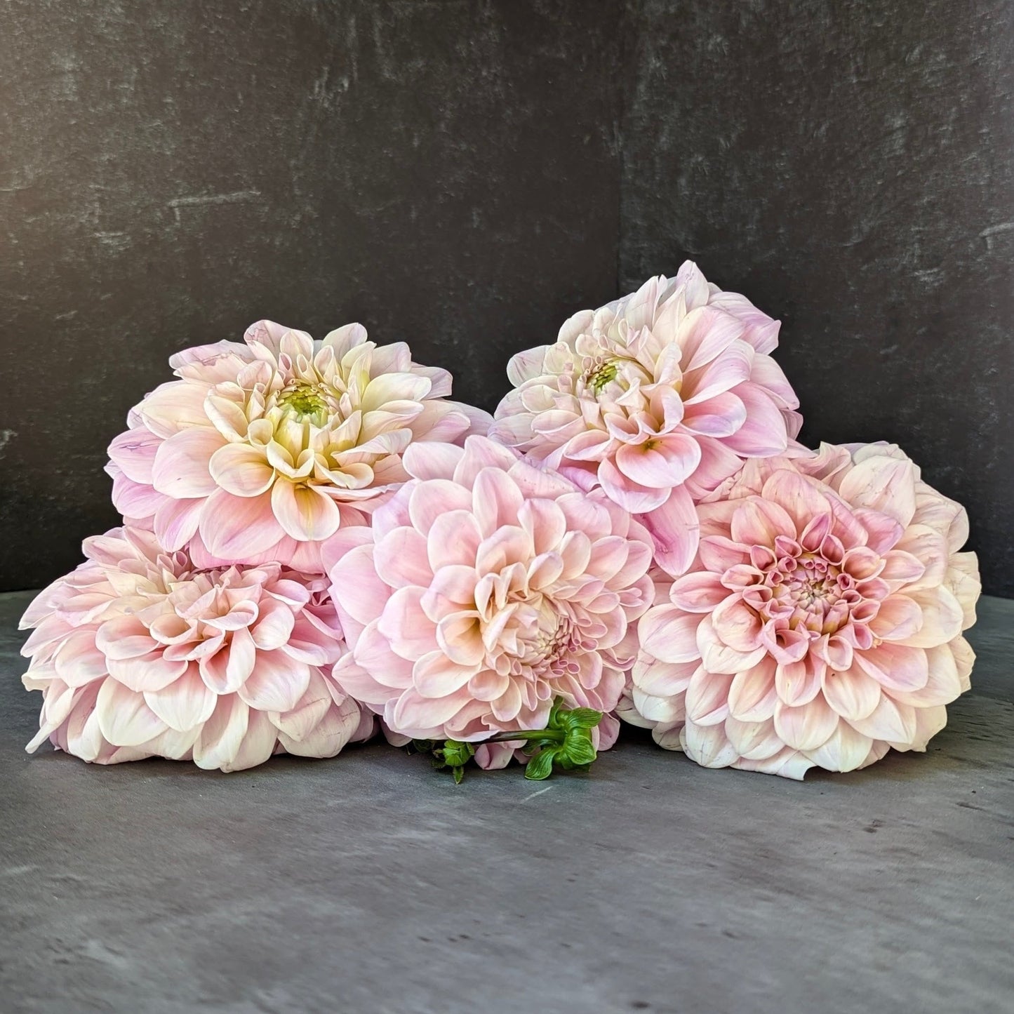 Dahlia Sweet Nathalie-3 Rooted Cuttings