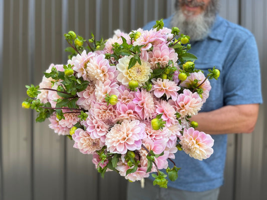 Dahlia Sweet Nathalie-3 Rooted Cuttings