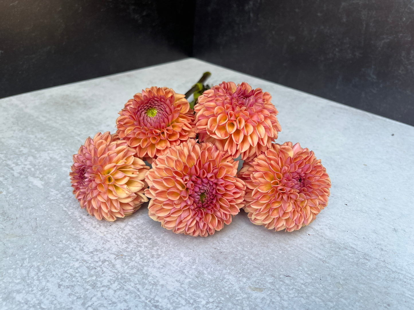 Dahlia Valley Tawny-3 Rooted Cuttings