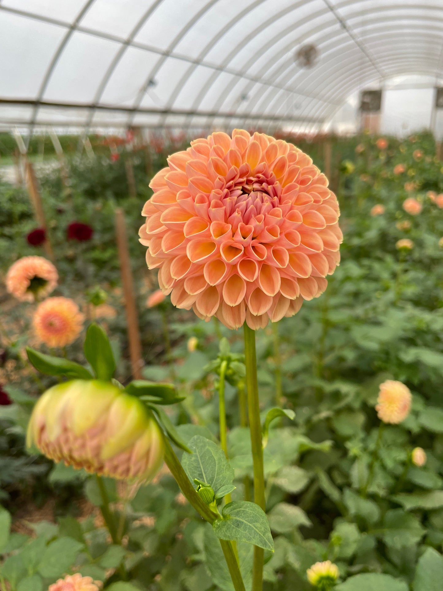 Dahlia Valley Tawny-3 Rooted Cuttings