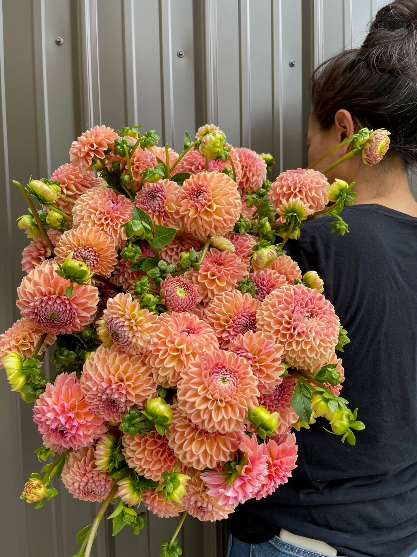 Dahlia Valley Tawny-3 Rooted Cuttings
