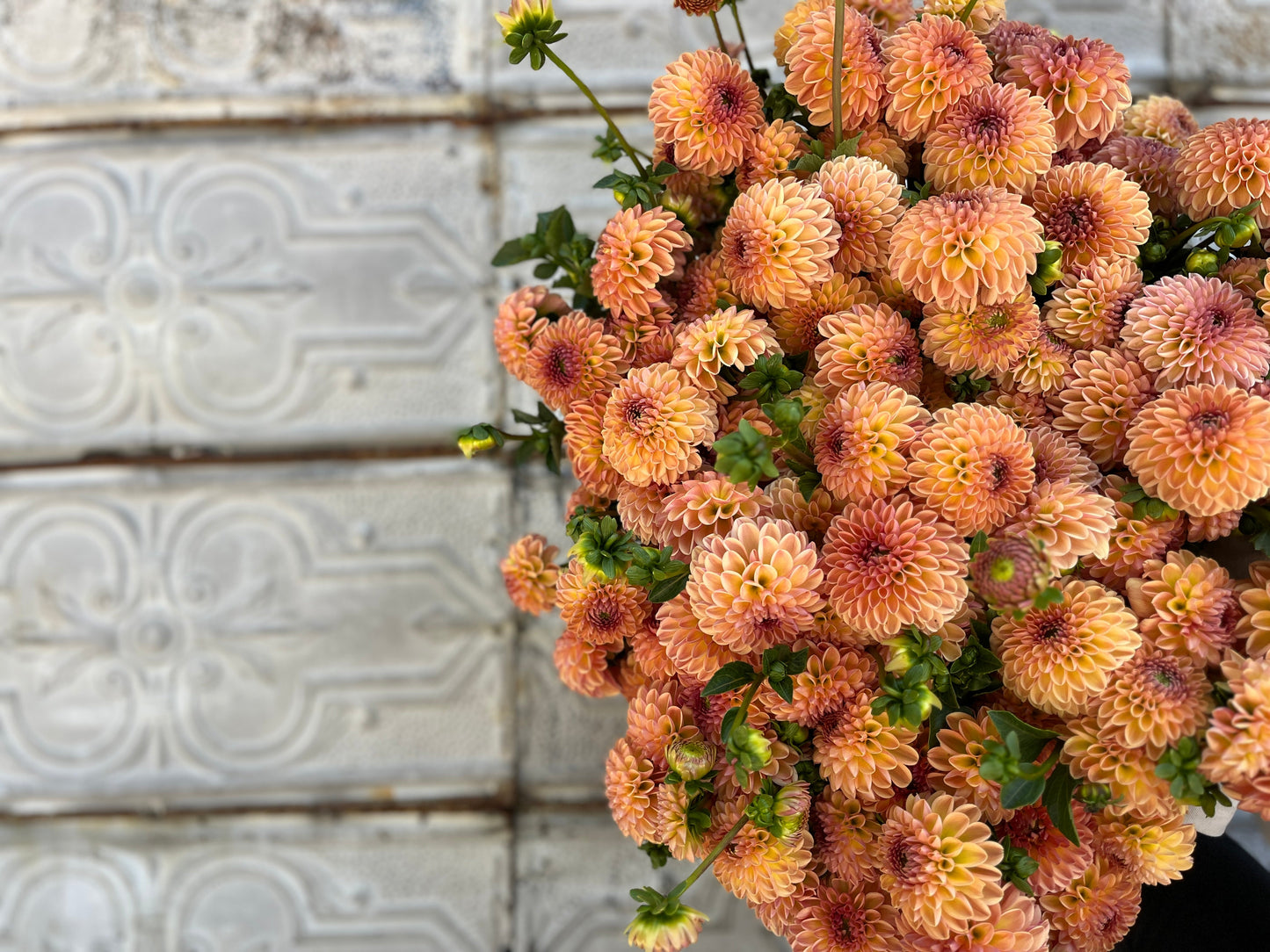 Dahlia Valley Tawny-3 Rooted Cuttings