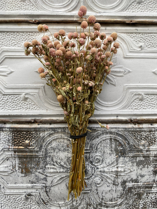 Dried Gomphrena Blush flower from SMFF Flowers by Sunny Meadows Flower Farm, showcasing soft pink, rounded flower heads.