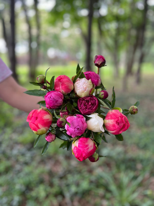 Bright arrangement of fresh peonies from SMFF Flowers at your door, showcasing full pink blooms and lush green foliage.