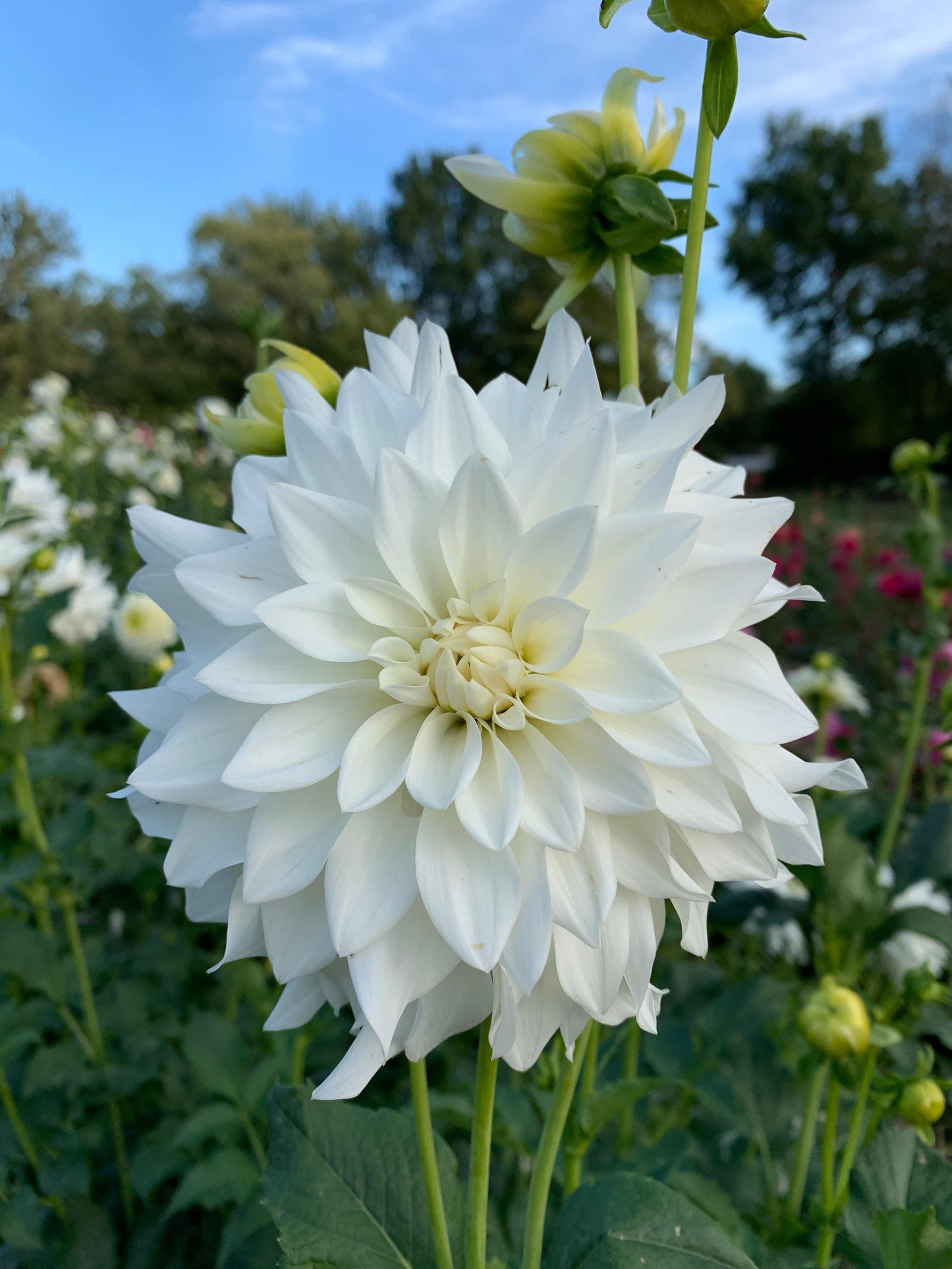 Dahlia Tuber Beaucon