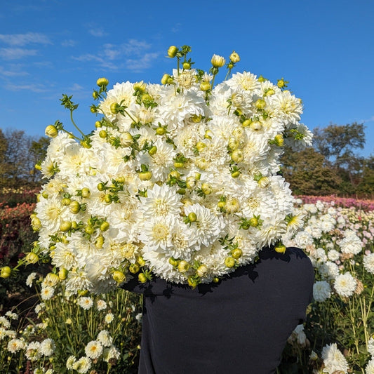 Dahlia Tuber Beaucon