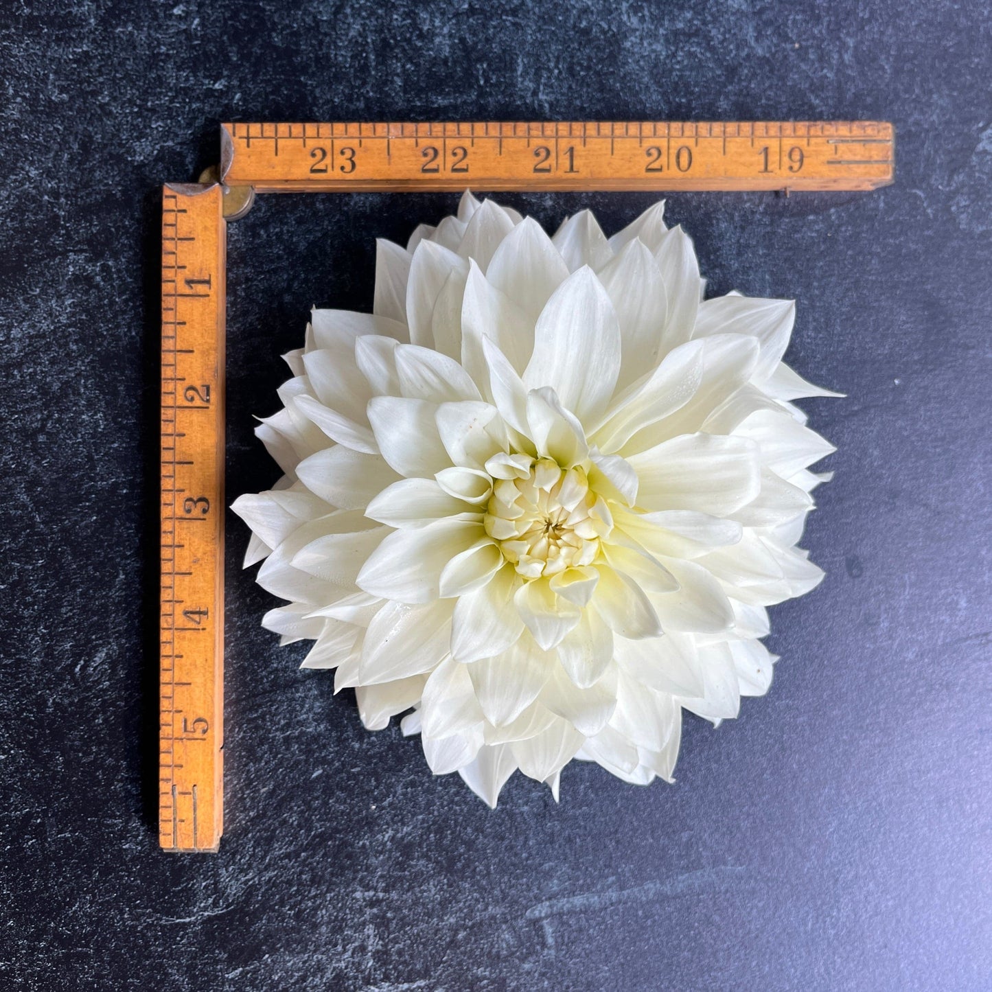 Dahlia Tuber Beaucon