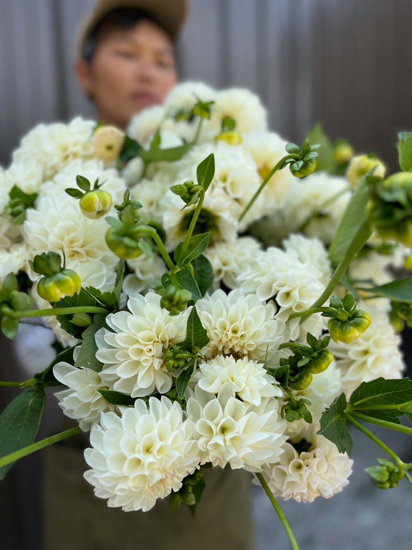 Dahlia Tuber Boom Boom White