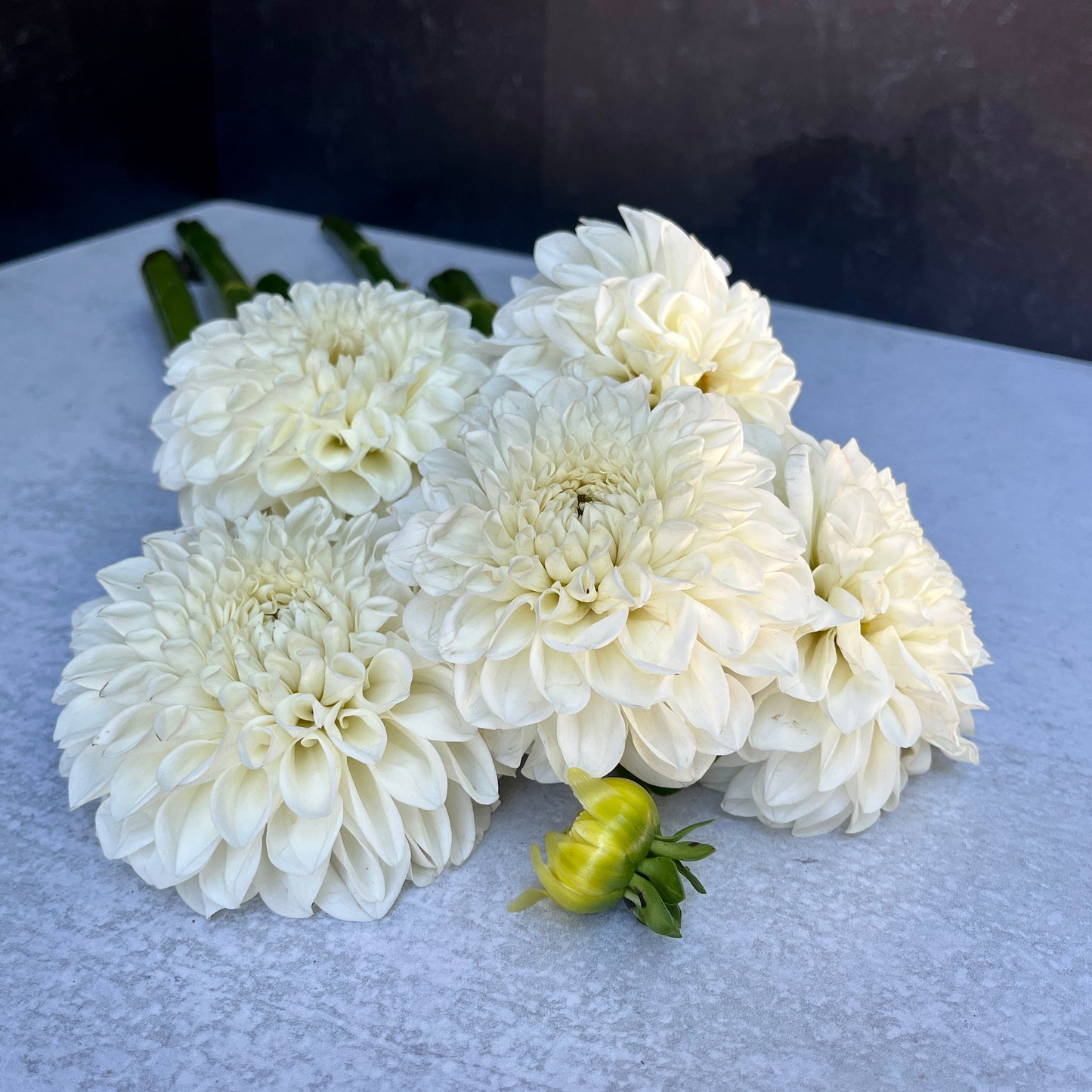 Dahlia Tuber Boom Boom White