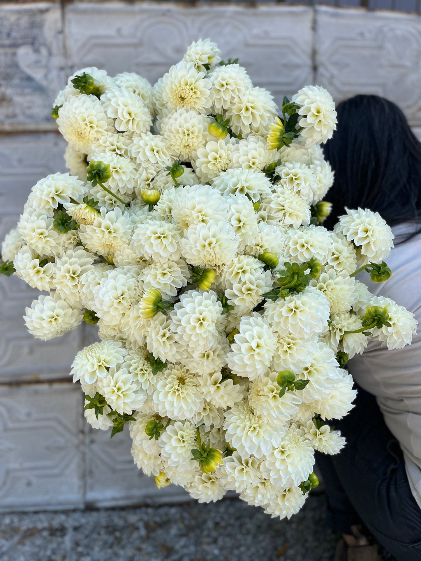 Dahlia Tuber Boom Boom White