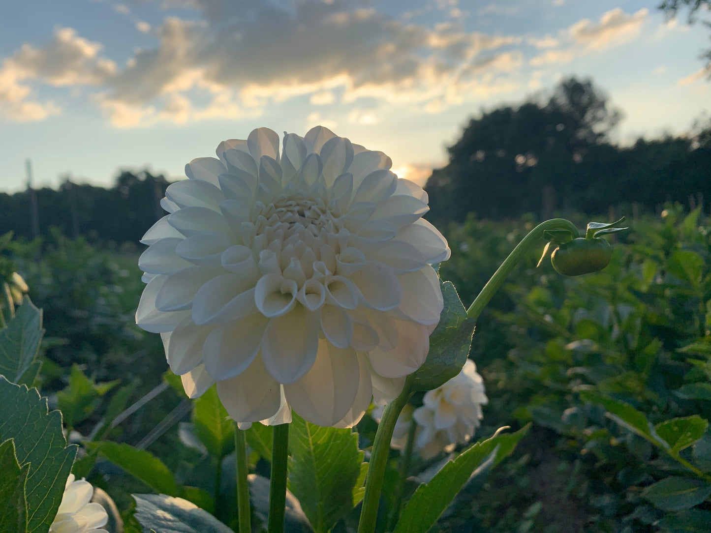 Dahlia Tuber Boom Boom White