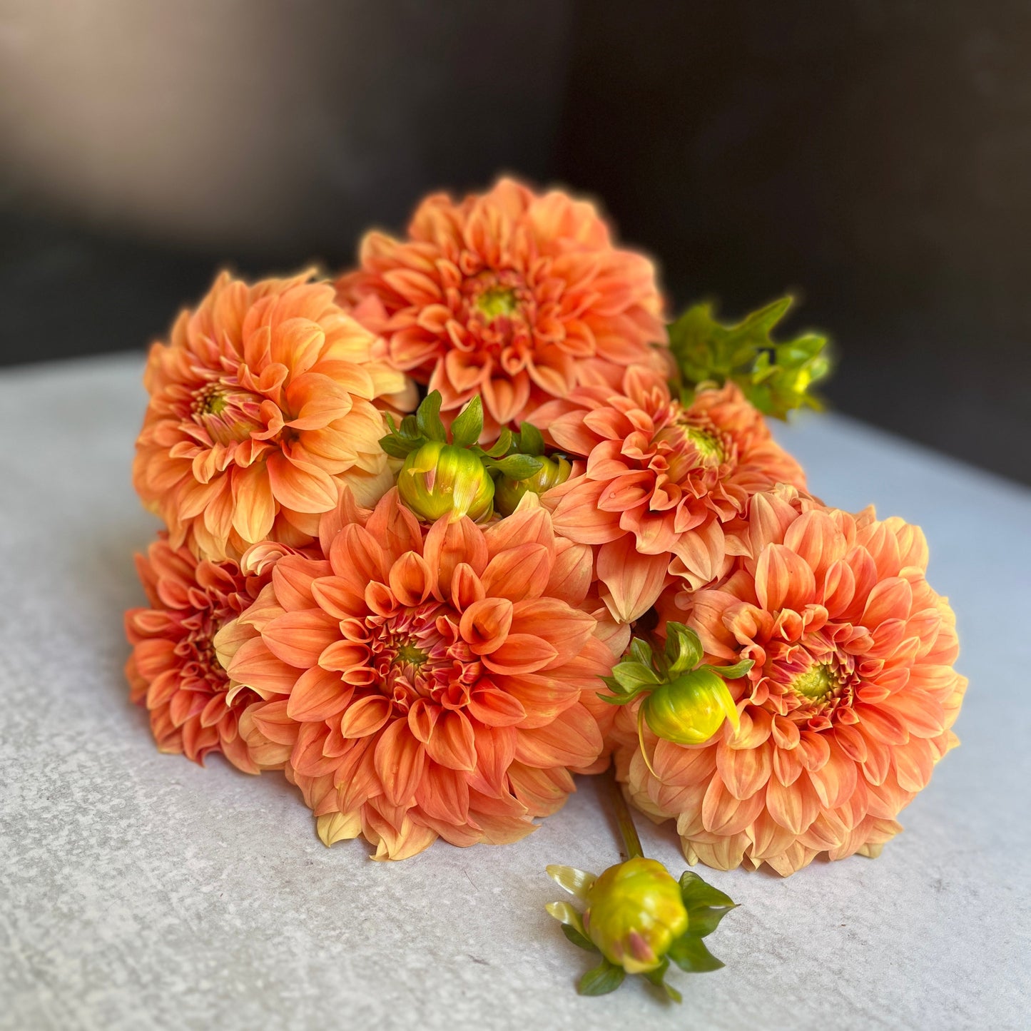 Dahlia Tuber Bracken Palomino