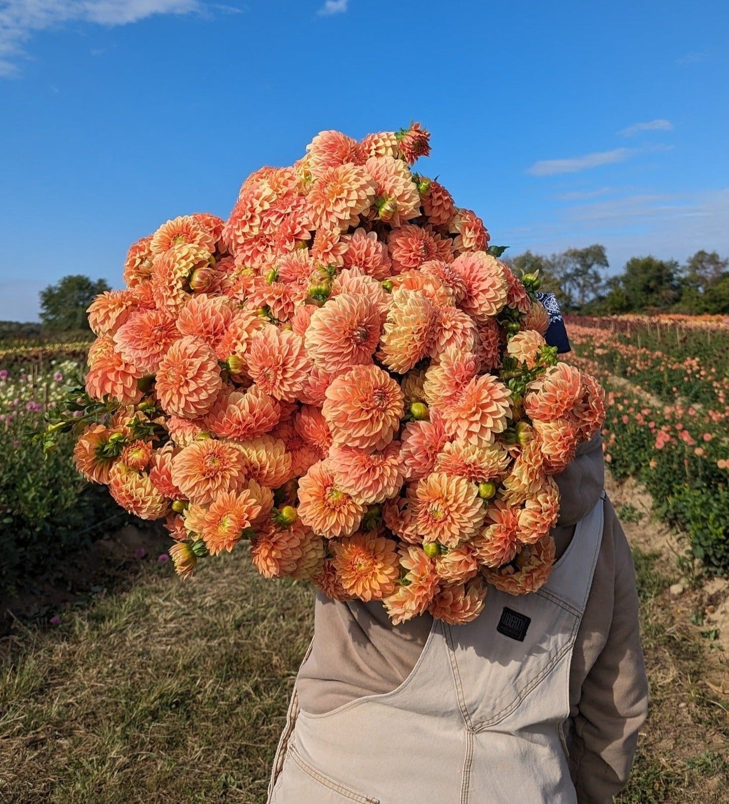 Dahlia Tuber Bracken Palomino