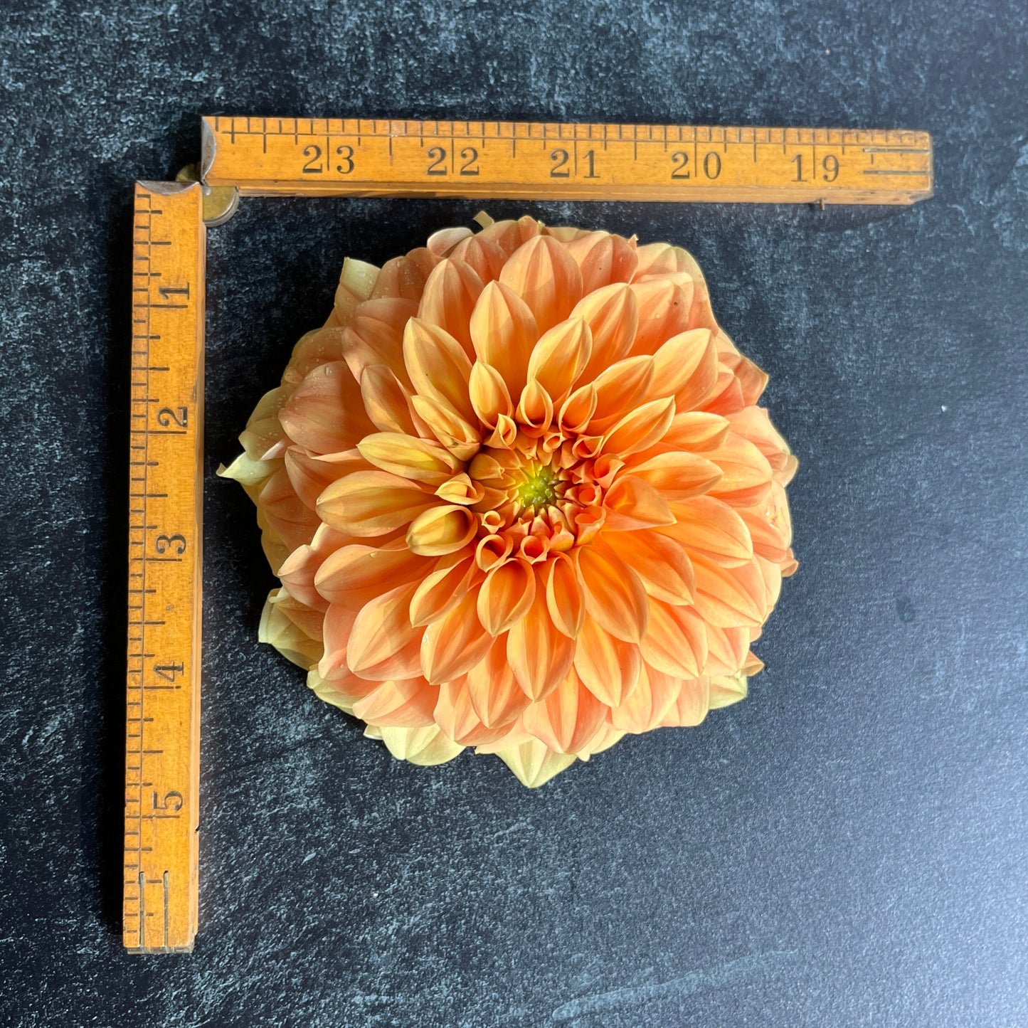 Dahlia Tuber Bracken Palomino